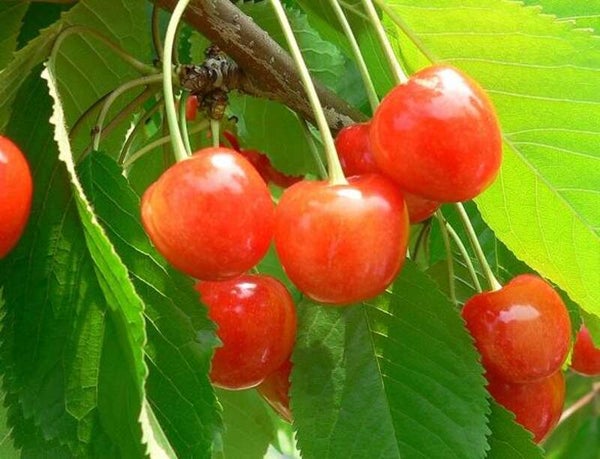 【富山県内発】 旬を先取り!ハウス栽培さくらんぼ狩りと小布施散策1